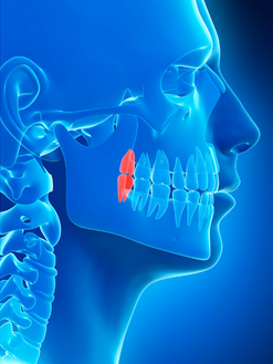 When Should Wisdom Teeth Come In?